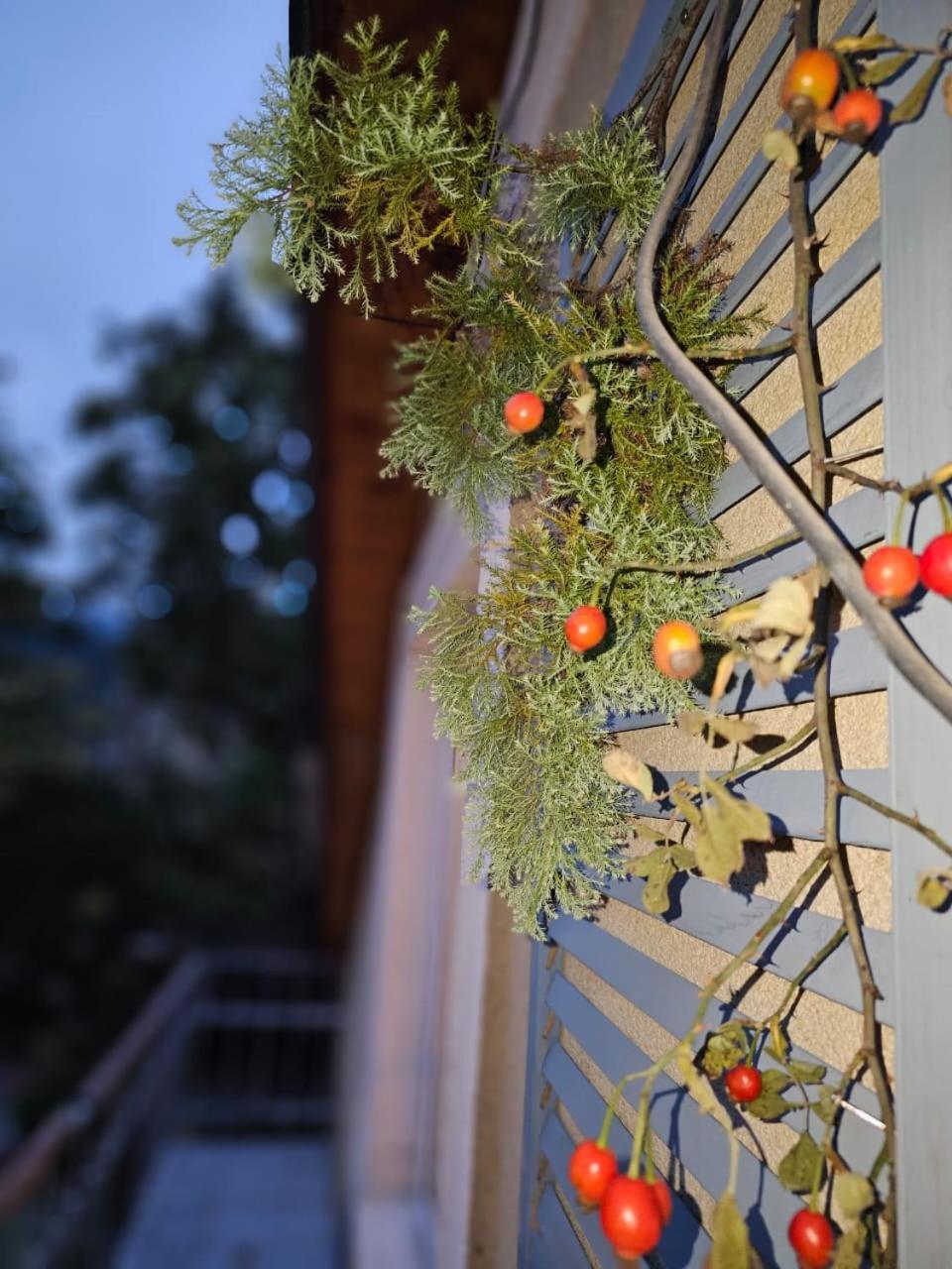 Guest House Likani 2017 Borjomi Camera foto